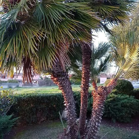La Forma Dell'acqua Su Forti